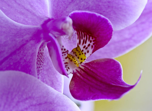 蘭花