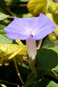 紫色的牽牛花