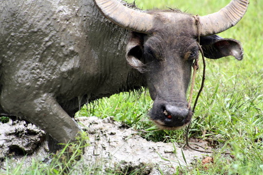 Carabao wb-1269