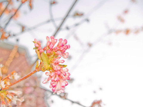 春天的時(shí)候，漂亮的粉紅色花朵分隔開(kāi)的