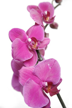 紫色蘭花
