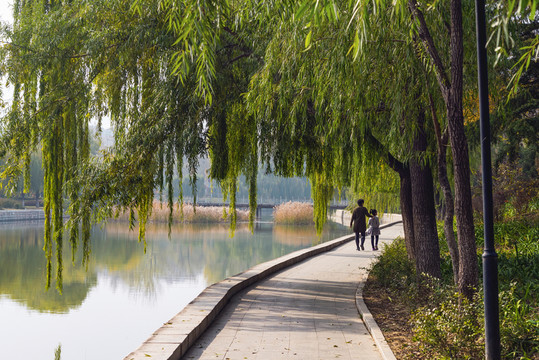 公園柳樹(shù)