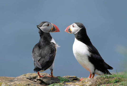 兩海鸚（Fratercula arctica）