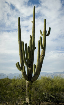 高大的仙人掌；Tucson；亞利桑那州