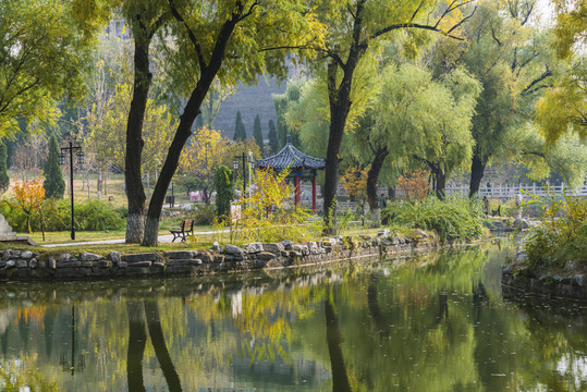 公園柳樹