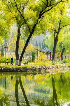 公園柳樹