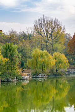 柳樹秋色