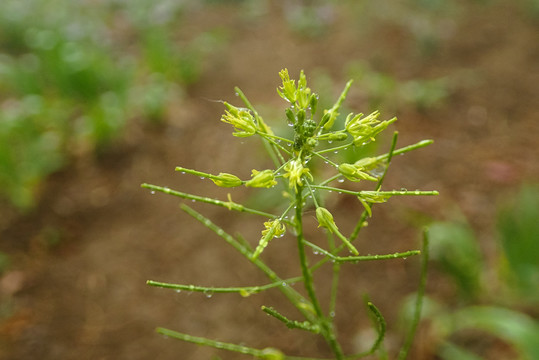 小花