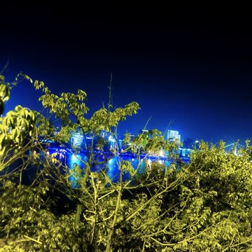 植物樹木夜景