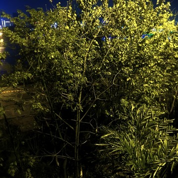 植物樹木夜景