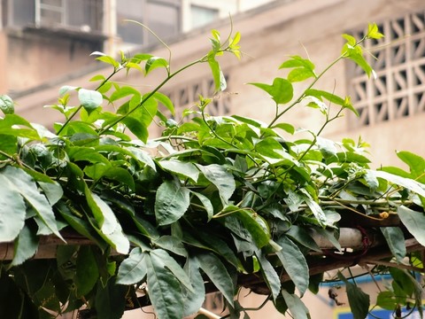 植物樹木設(shè)計(jì)素材