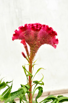 雞冠花