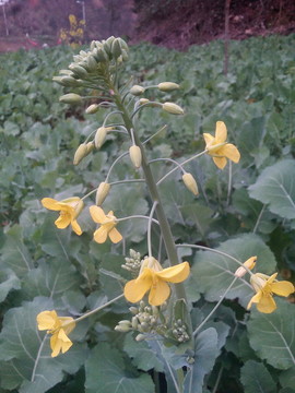 油菜花
