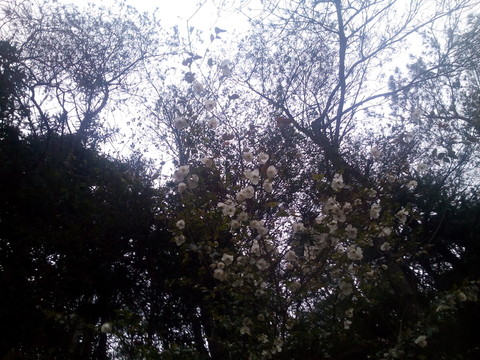 滿樹(shù)白花