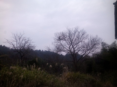 野外風景