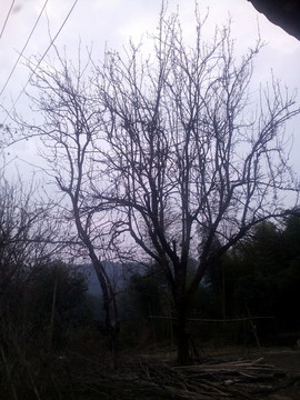 鄉(xiāng)村風(fēng)景