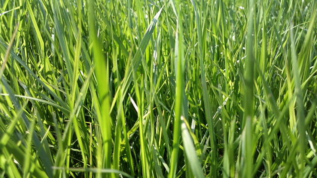 青草
