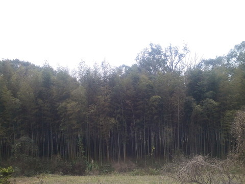 竹林