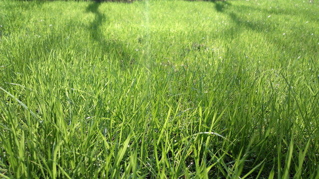 草地陽光
