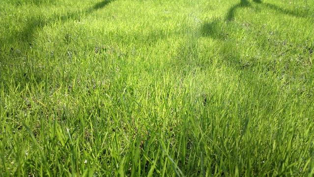 草地