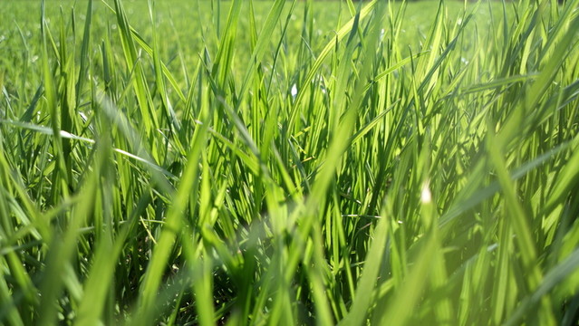 青草