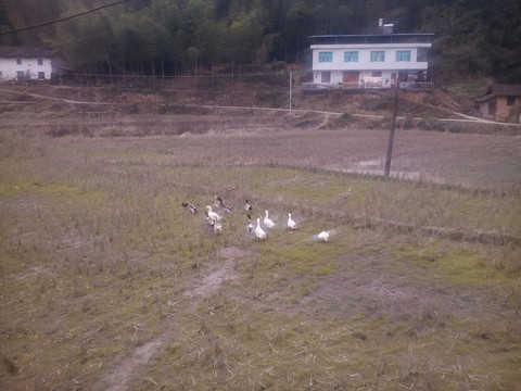 冬天的田野