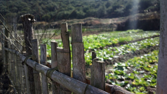 菜園籬笆