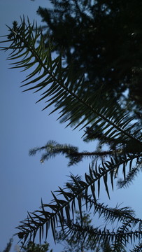 杉