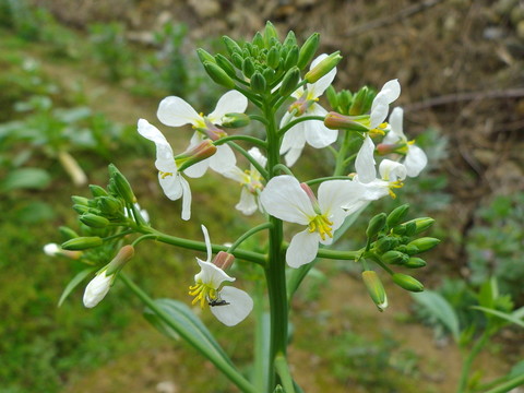 菜花