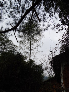 樹(shù)枝