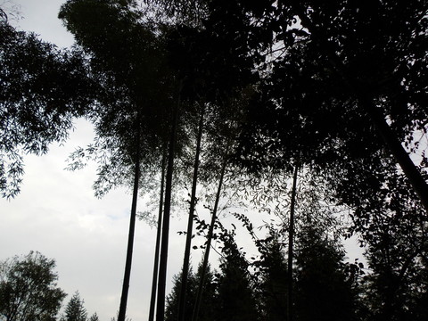 竹林天空