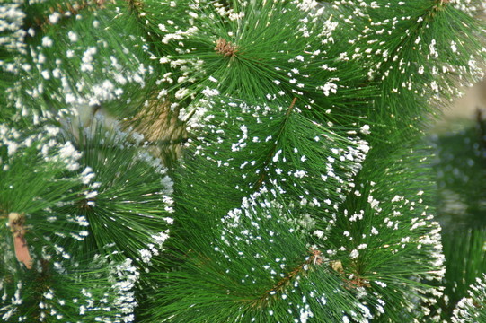 圣誕樹(shù)