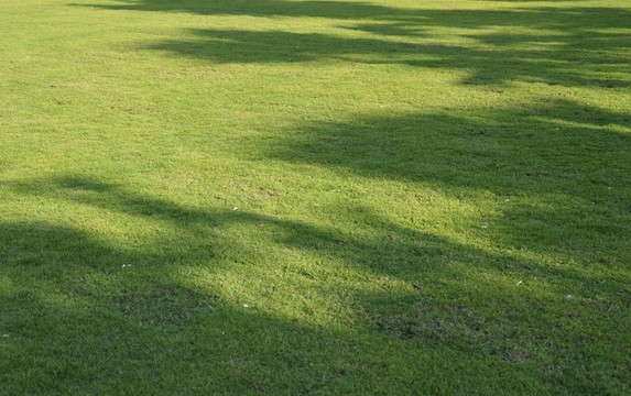 草地 草坪