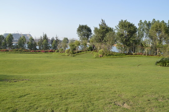 草地 草坪
