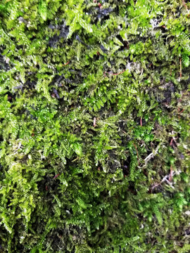 綠色植物墻