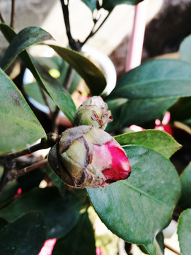 茶花