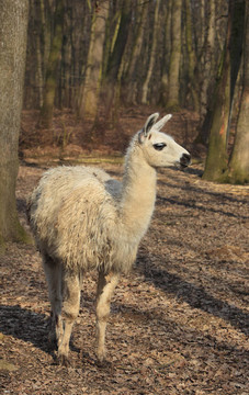 Llama（大羊駝）