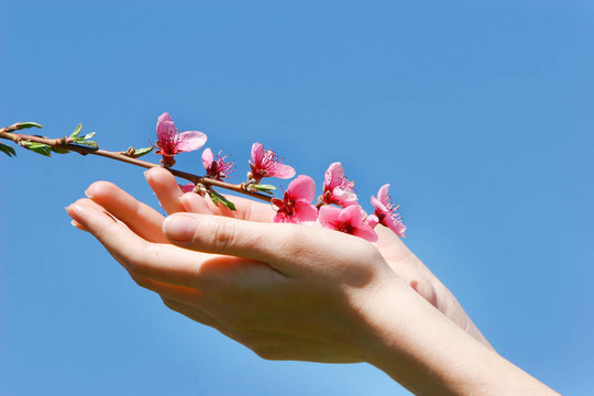 桃花手