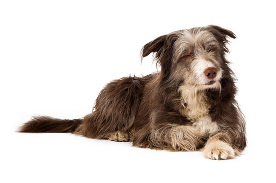 長須牧羊犬狗孤立在白色背景