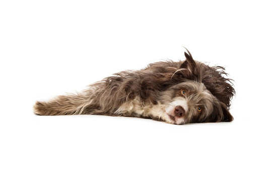 長須牧羊犬狗孤立在白色背景