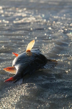 鱸魚