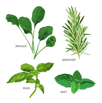 草本植物
