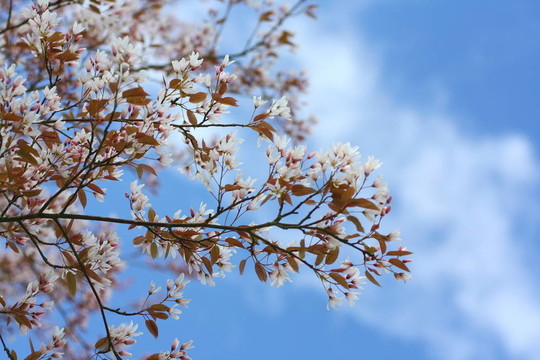 櫻花樹