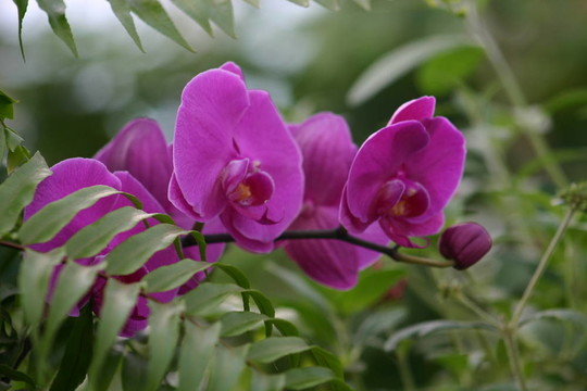蘭花