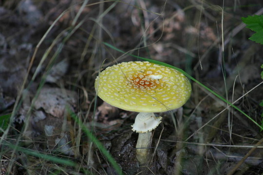 蘑菇