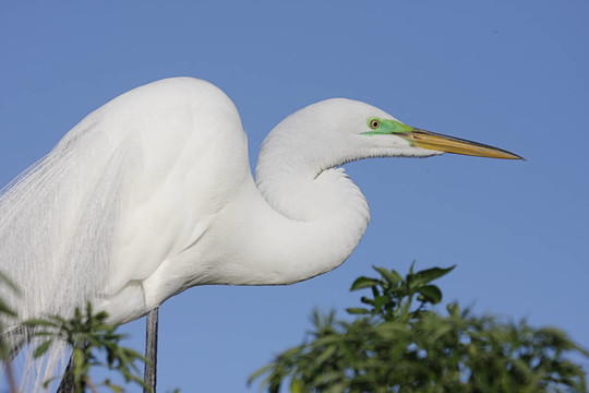 大白鷺（Ardea alba）
