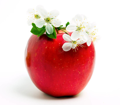 蘋果花