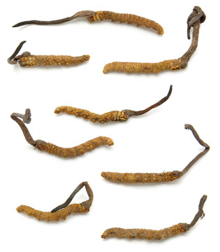 Cordyceps（子囊菌屬）