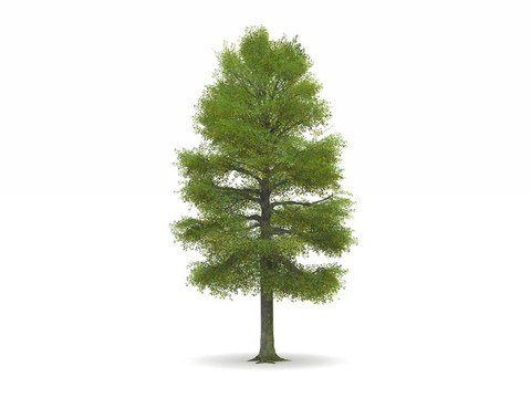 石灰或綠葉的菩提樹
