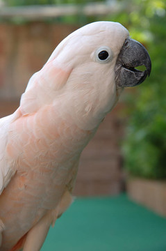鳳頭鸚鵡